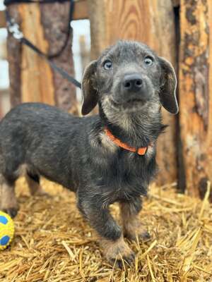 ❤️❤️❤️ SÜGER - Dackel-Mischling - sucht ihre Familie ❤️❤️❤️, Dackel-Mischling - Hündin