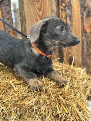 ❤️❤️❤️ SÜGER - Dackel-Mischling - sucht ihre Familie ❤️❤️❤️, Dackel-Mischling - Hündin