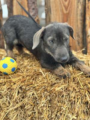 ❤️❤️❤️ SÜGER - Dackel-Mischling - sucht ihre Familie ❤️❤️❤️, Dackel-Mischling - Hündin