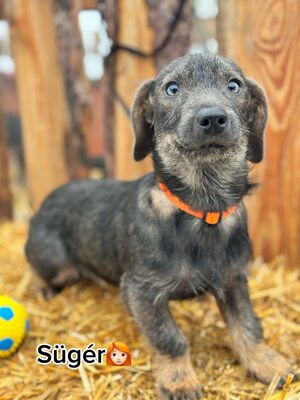 ❤️❤️❤️ SÜGER - Dackel-Mischling - sucht ihre Familie ❤️❤️❤️, Dackelmischling - Hündin