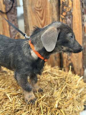 ❤️❤️❤️ SÜGER - Dackel-Mischling - sucht ihre Familie ❤️❤️❤️, Dackelmischling - Hündin