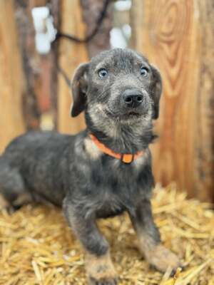 ❤️❤️❤️ SÜGER - Dackel-Mischling - sucht ihre Familie ❤️❤️❤️, Mischling - Hündin