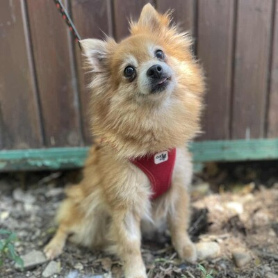 ❤️Süße Poma Pomeranian kannte keine echte Mensch-Hund-Beziehung und muss deshalb alles von Grund auf lernen💥, Pomeranian - Hündin