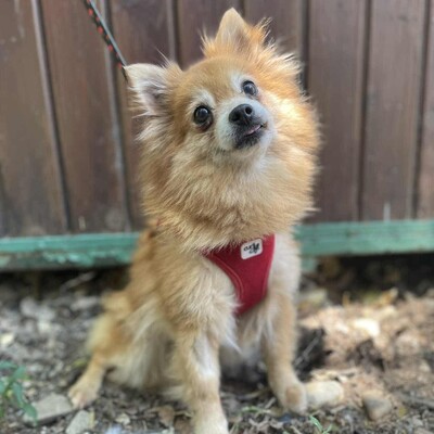 ❤️Süße Poma Pomeranian kannte keine echte Mensch-Hund-Beziehung und muss deshalb alles von Grund auf lernen💥, Pomeranian - Hündin