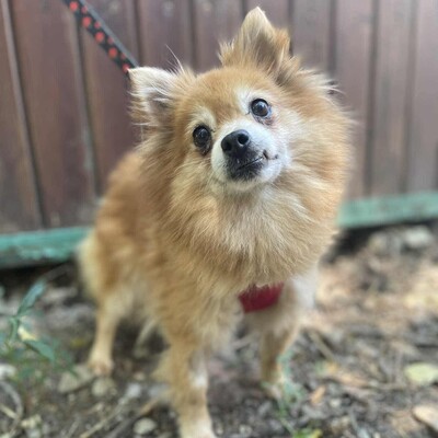 ❤️Süße Poma Pomeranian kannte keine echte Mensch-Hund-Beziehung und muss deshalb alles von Grund auf lernen💥, Pomeranian - Hündin
