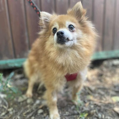 ❤️Süße Poma Pomeranian kannte keine echte Mensch-Hund-Beziehung und muss deshalb alles von Grund auf lernen💥, Pomeranian - Hündin
