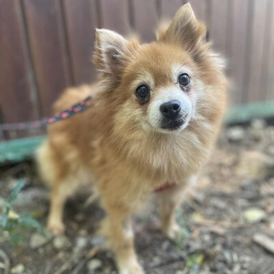 ❤️Süße Poma Pomeranian kannte keine echte Mensch-Hund-Beziehung und muss deshalb alles von Grund auf lernen💥, Pomeranian - Hündin