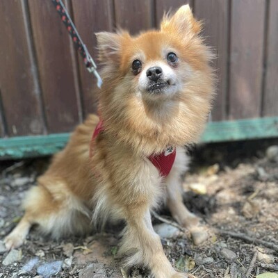 ❤️Süße Poma Pomeranian kannte keine echte Mensch-Hund-Beziehung und muss deshalb alles von Grund auf lernen💥, Pomeranian - Hündin