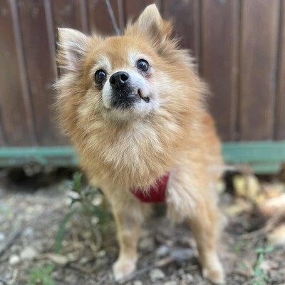 ❤️Süße Poma Pomeranian kannte keine echte Mensch-Hund-Beziehung und muss deshalb alles von Grund auf lernen💥, Pomeranian - Hündin
