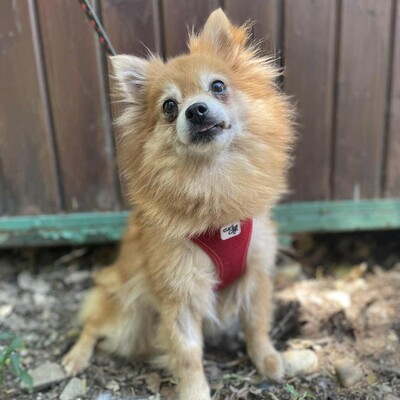 ❤️Süße Poma Pomeranian kannte keine echte Mensch-Hund-Beziehung und muss deshalb alles von Grund auf lernen💥, Pomeranian - Hündin