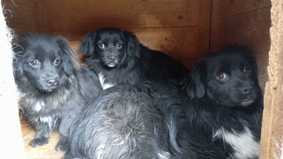 Süßer Krümel auf der Suche nach seinem Platz, Mischling - Rüde