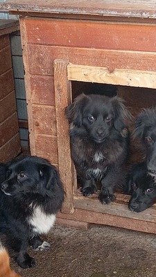 Süßer Krümel auf der Suche nach seinem Platz, Mischling - Rüde