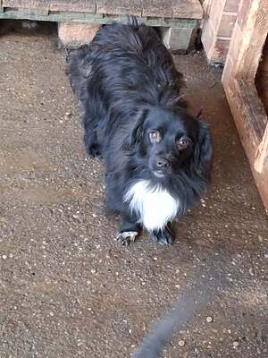 Süßer Krümel auf der Suche nach seinem Platz, Mischling - Rüde