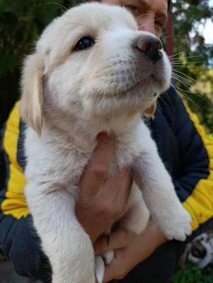 Süßes Womperle sucht seine Menschen, Mischling Welpen - Rüde