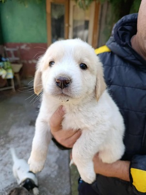 Süßes Womperle sucht seine Menschen, Mischling Welpen - Rüde