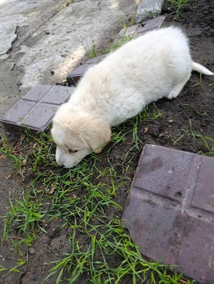 Süßes Womperle sucht seine Menschen, Mischling Welpen - Rüde