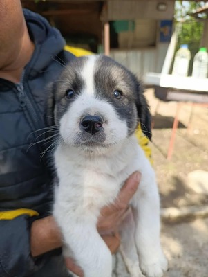 Süßes Womperle sucht seine Menschen