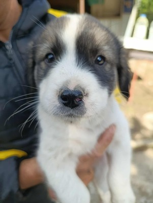 Süßes Womperle sucht seine Menschen, Mischling Welpen - Rüde