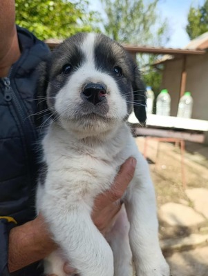 Süßes Womperle sucht seine Menschen, Mischling Welpen - Rüde
