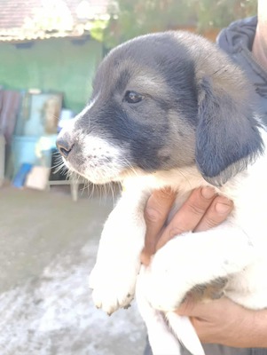 Süßes Womperle sucht seine Menschen, Mischling Welpen - Rüde