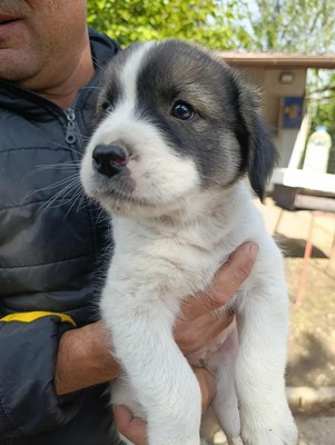 Süßes Womperle sucht seine Menschen, Mischling Welpen - Rüde