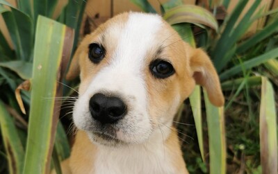 Süti, Welpen - Rüde