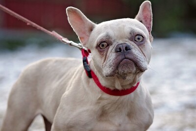 Sueti, franz Bulldogge - Hündin