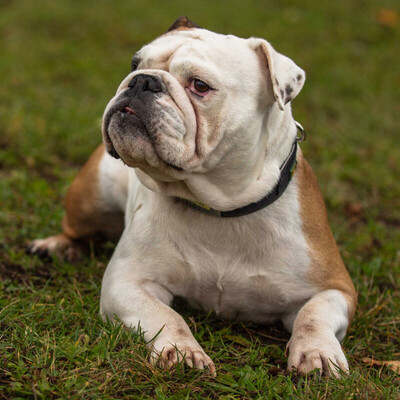 Sugar Baby, Englische Bulldogge - Hündin