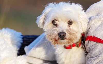 Sugar, Mischling - Hündin