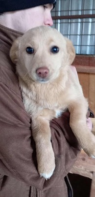 Sugar – große Kulleraugen, kleines Hundekind, viel zu viel Kälte