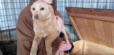 Sugar – große Kulleraugen, kleines Hundekind, viel zu viel Kälte, Mischling - Hündin