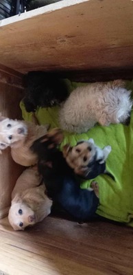 Sugar – große Kulleraugen, kleines Hundekind, viel zu viel Kälte, Mischling - Hündin