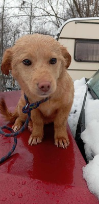 Sugar – große Kulleraugen, kleines Hundekind, viel zu viel Kälte, Mischling Welpen - Hündin