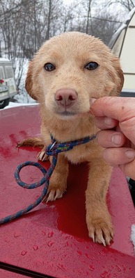 Sugar – große Kulleraugen, kleines Hundekind, viel zu viel Kälte, Mischling Welpen - Hündin