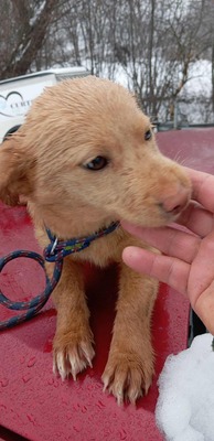 Sugar – große Kulleraugen, kleines Hundekind, viel zu viel Kälte, Mischling Welpen - Hündin