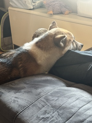 Suki, AKITA INU Welpen - Hündin