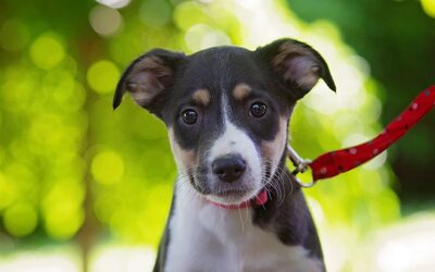 Suki, Beagle-Mix Welpen - Hündin