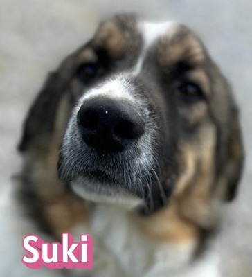 Suki