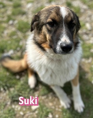 Suki, Mischling - Hündin