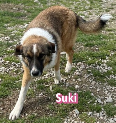 Suki, Mischling - Hündin