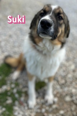 Suki, Mischling - Hündin