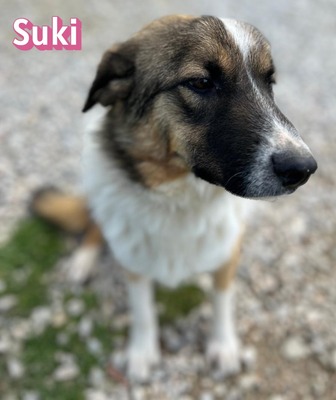 Suki, Mischling - Hündin