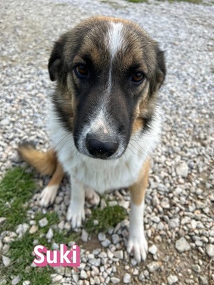 Suki, Mischling - Hündin