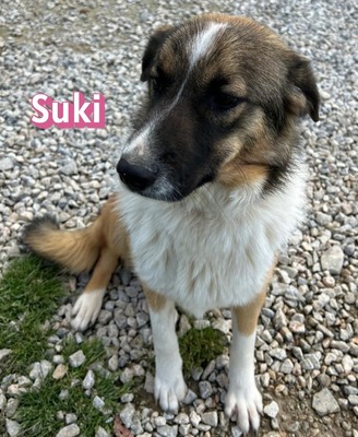 Suki, Mischling - Hündin