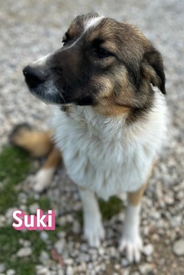 Suki, Mischling - Hündin