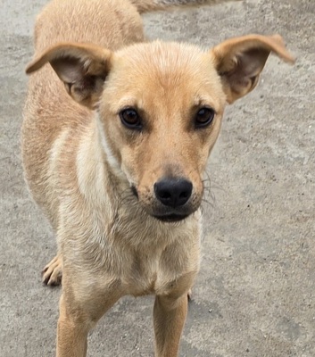 Suki, Mix - Hündin