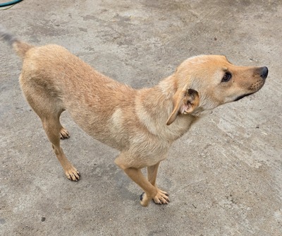 Suki, Mix - Hündin