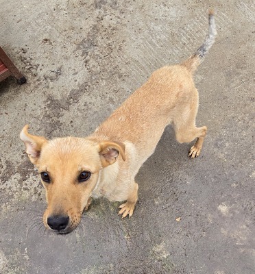 Suki, Mix - Hündin