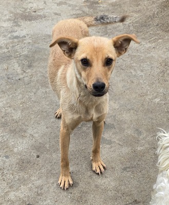 Suki, Mix - Hündin