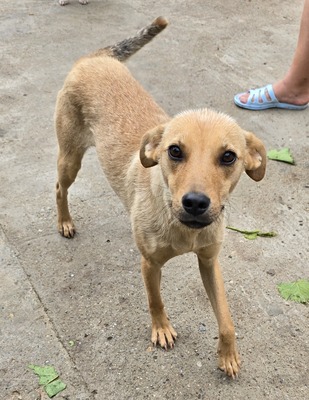 Suki, Mix - Hündin